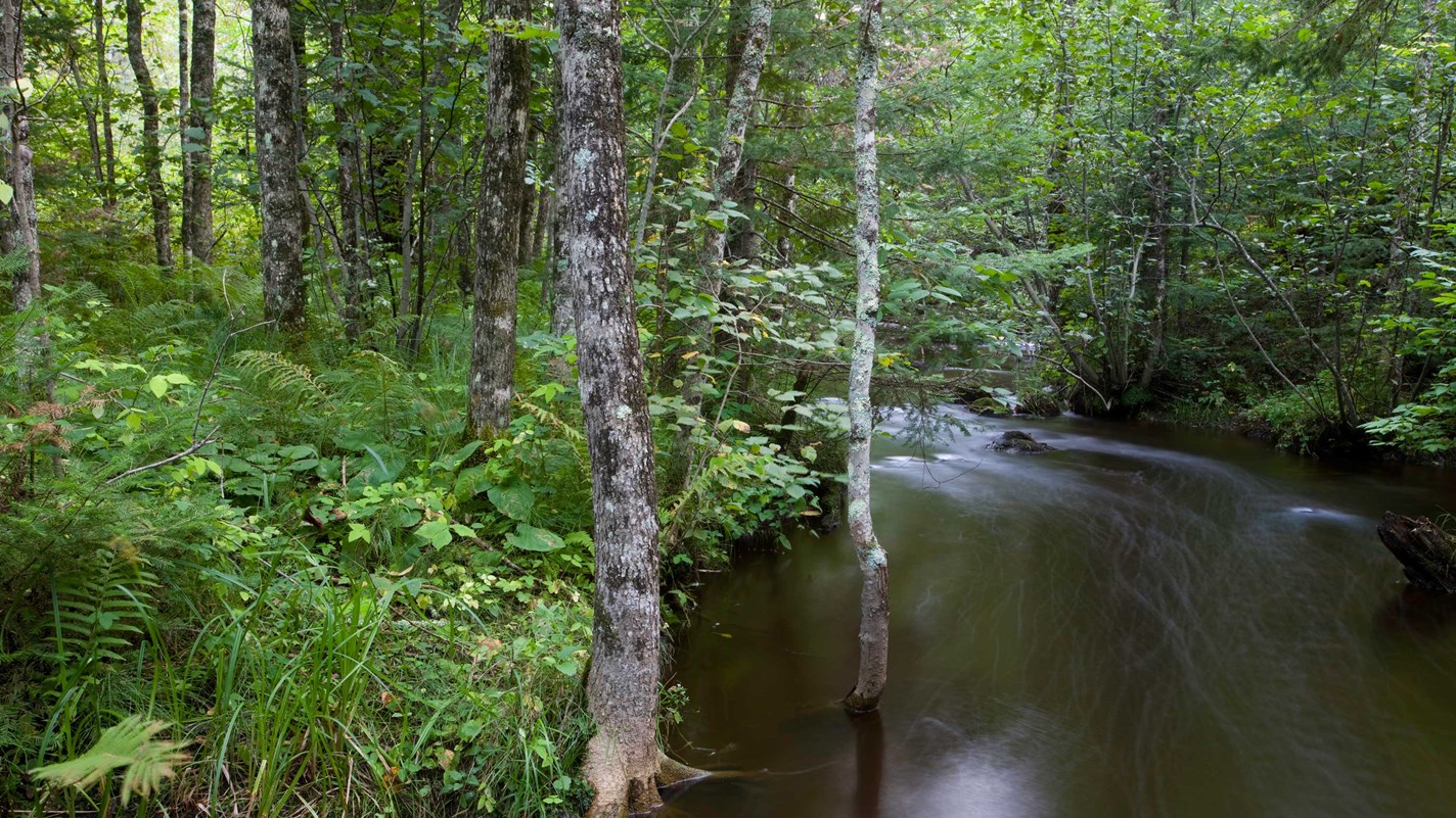 Forest Management System
